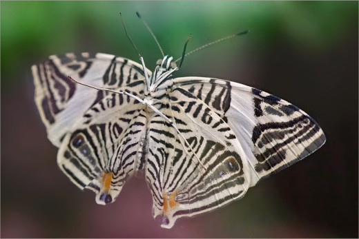 �1762597 �������(a): ����������:2550x1700